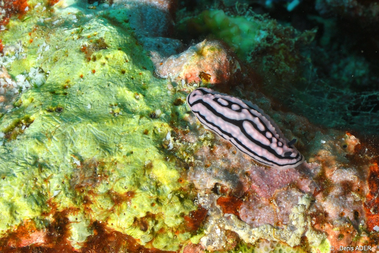 Phyllidiella rosans-Mahe Lighthous cap ternay-13m-20190609-Denis-ADER-DSC_8099_tn.jpg